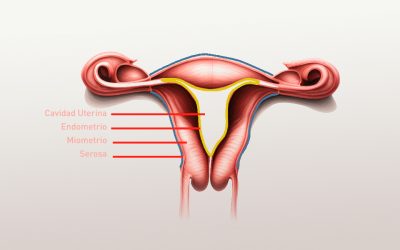 Si tu menstruación duele y no logras quedar embarazada, esta podría ser la razón.